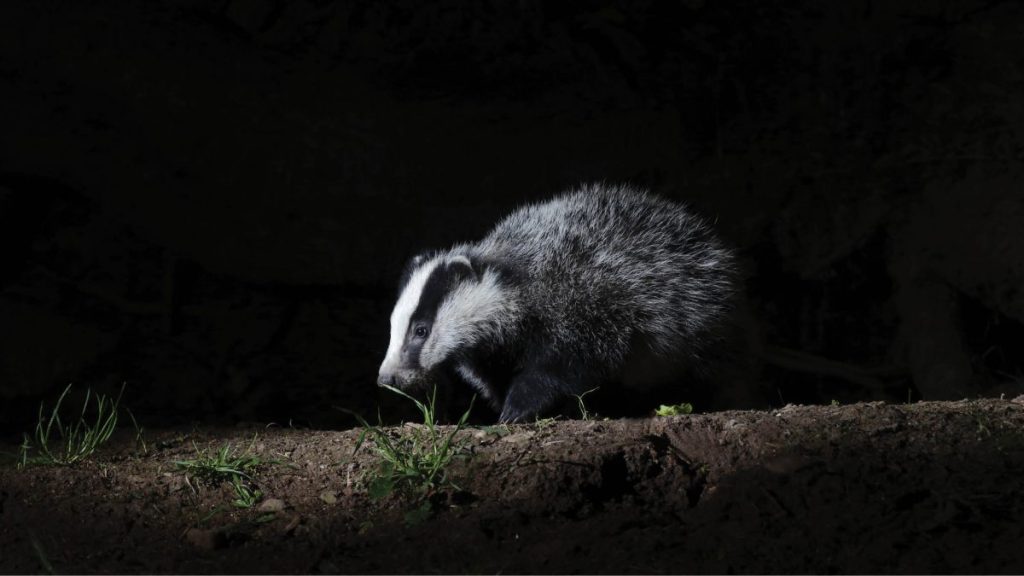 End the badger cull – it won’t stop bovine TB