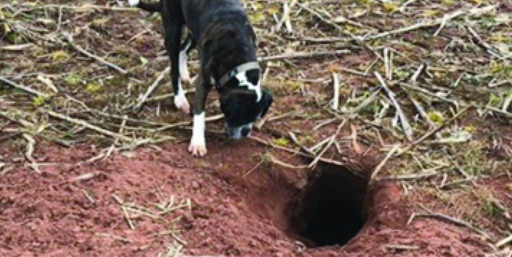 What to do if you find a blocked badger sett