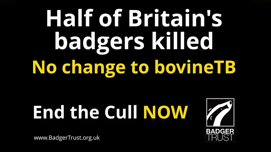 33,627 badgers killed in the 2022 badger culls